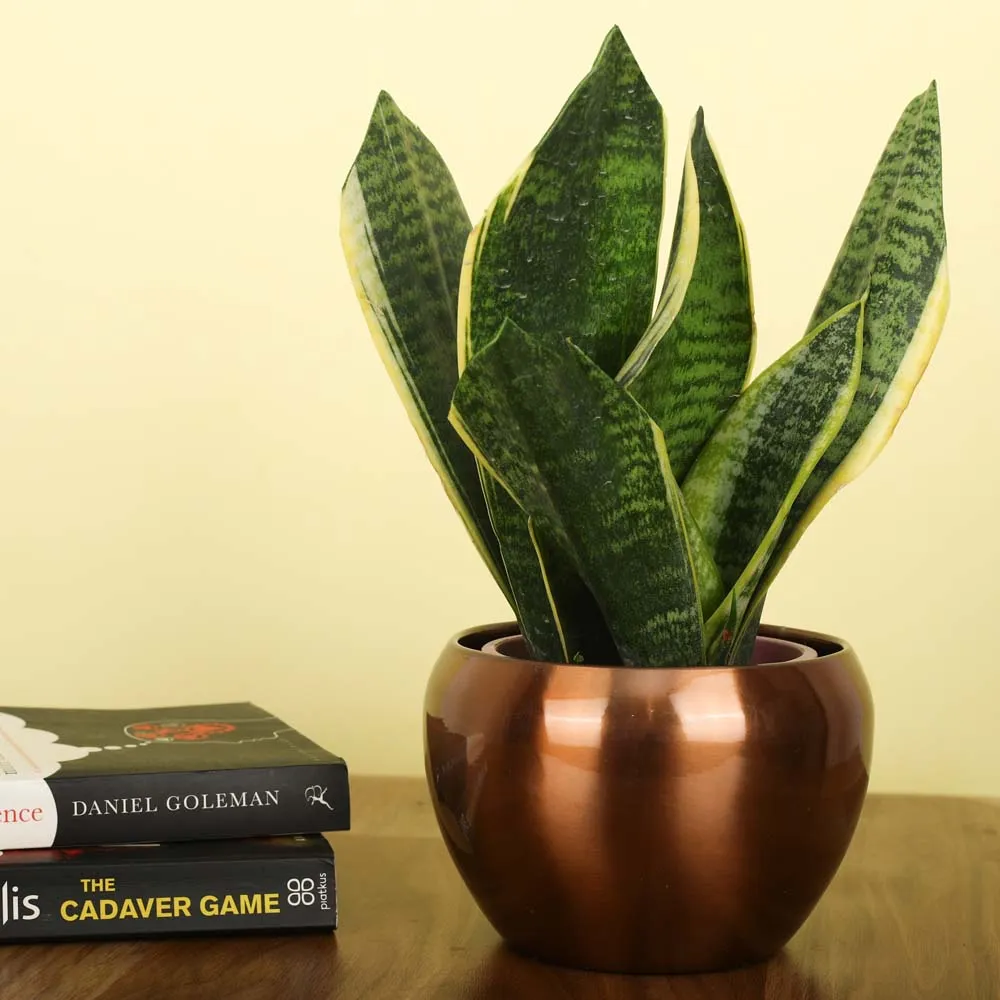 Classic Rose Gold Resilient Metal Plant Pot Set Of 1