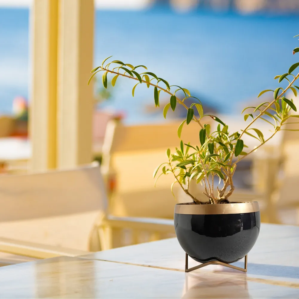 Classy Glossy Gold & Black Planter With Stand