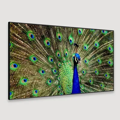 Dancing Peacock Cheerful Canvas  Wall Painting