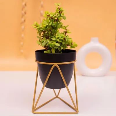 Royal Black and Gold Resilient Metal Plant Pot